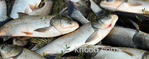 大鳞鲢是什么鱼？_0