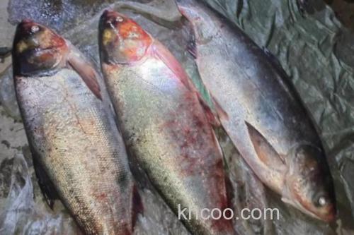 大鳞鲢是什么鱼？_2