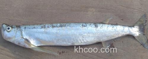 大鳍鱼是什么鱼？_0