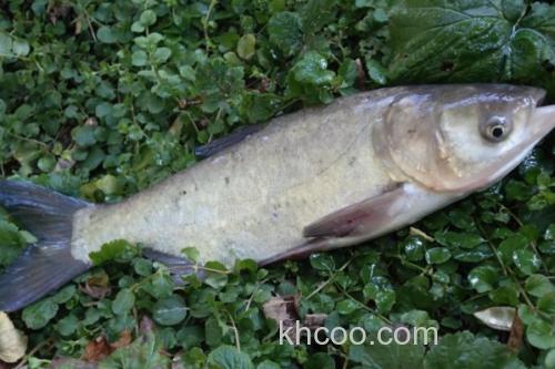 大鳞鲢是什么鱼？_4