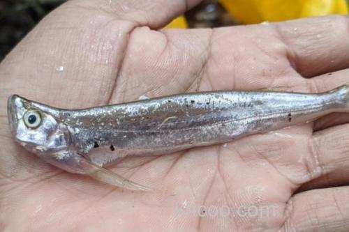 大鳍鱼是什么鱼？_1