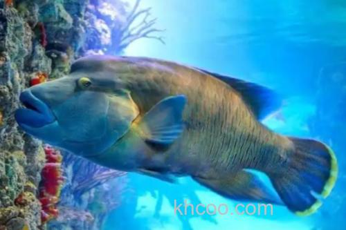 长吻唇鱼是什么鱼？_1