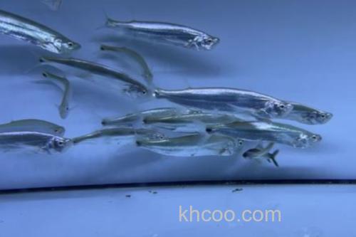 大鳍鱼是什么鱼？_3