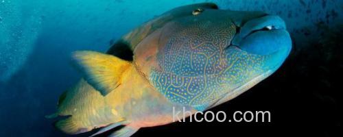 长吻唇鱼是什么鱼？_0