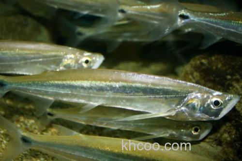 大鳍鱼是什么鱼？_2