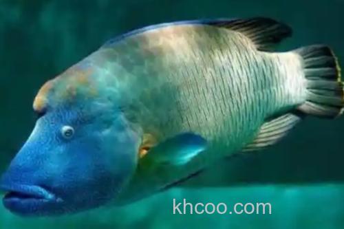 长吻唇鱼是什么鱼？_2