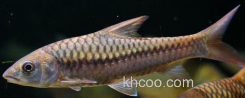 舌唇鱼是什么鱼？_0