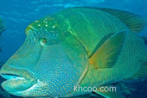 长吻唇鱼是什么鱼？_3