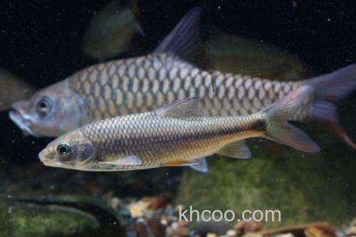 舌唇鱼是什么鱼？_2