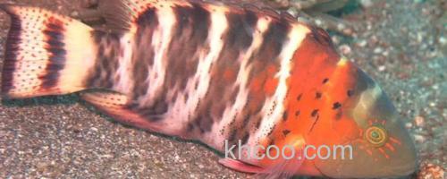 横带唇鱼是什么鱼？_0