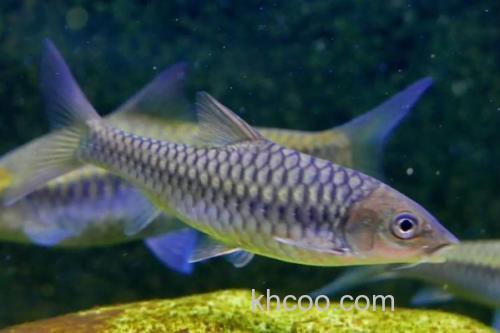 舌唇鱼是什么鱼？_3