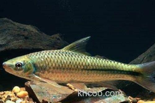 舌唇鱼是什么鱼？_1