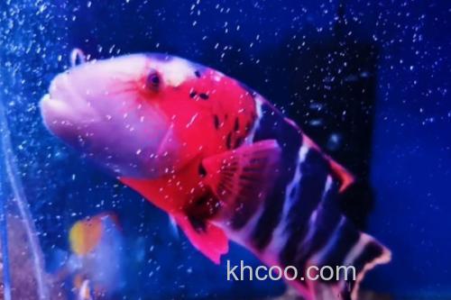 横带唇鱼是什么鱼？_2