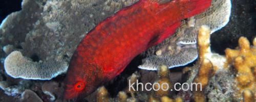 尖头唇鱼是什么鱼？_0