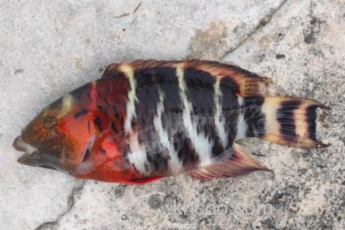 横带唇鱼是什么鱼？_1