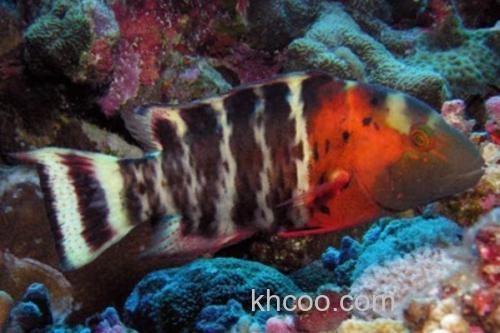 横带唇鱼是什么鱼？_3