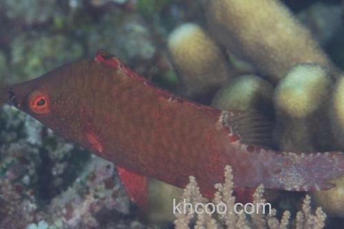 尖头唇鱼是什么鱼？_2