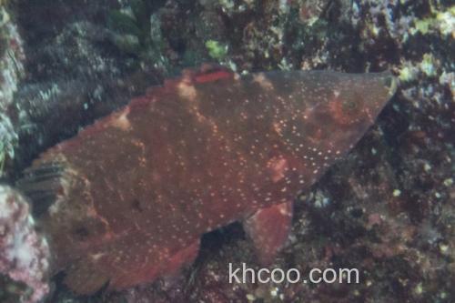 尖头唇鱼是什么鱼？_1