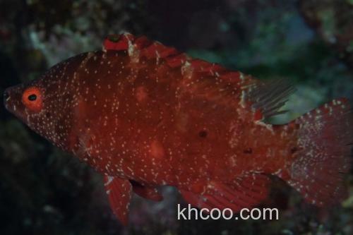 尖头唇鱼是什么鱼？_3