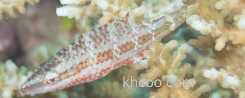 东方尖唇鱼是什么鱼？_0