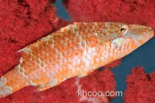 东方尖唇鱼是什么鱼？_1