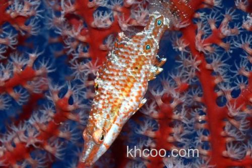 东方尖唇鱼是什么鱼？_2