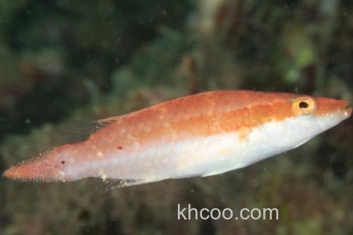 东方尖唇鱼是什么鱼？_3