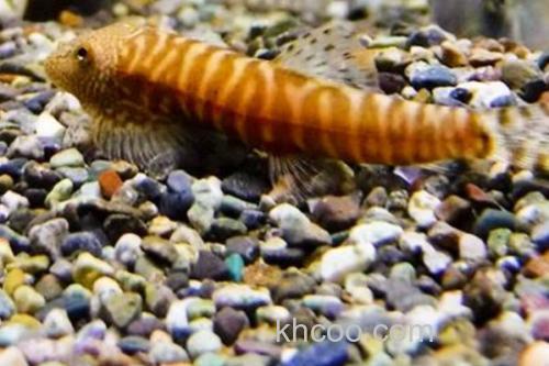 长汀拟腹吸鳅是什么鱼？_1