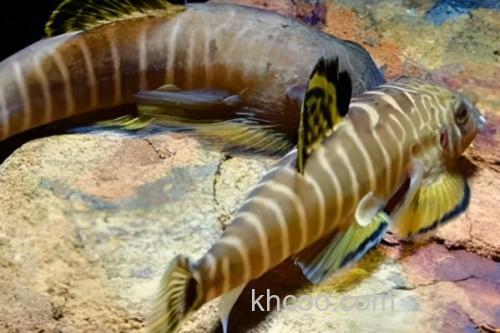 长汀拟腹吸鳅是什么鱼？_2