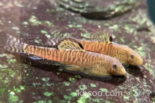 长汀拟腹吸鳅是什么鱼？_3