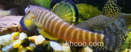 长汀拟腹吸鳅是什么鱼？_0