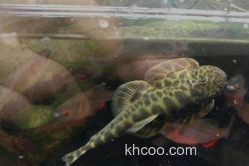 长体间吸鳅是什么鱼？_3