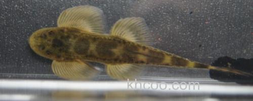 长体间吸鳅是什么鱼？_0