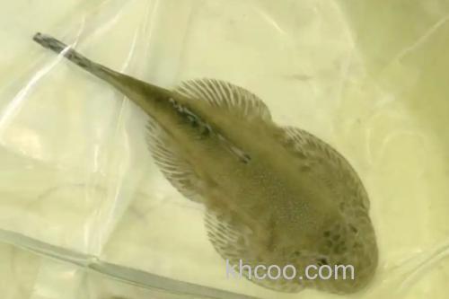 长体间吸鳅是什么鱼？_1