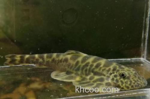 长体间吸鳅是什么鱼？_2