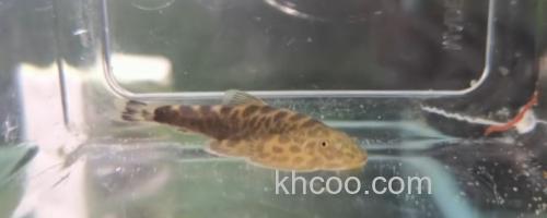 越南华吸鳅是什么鱼？_0