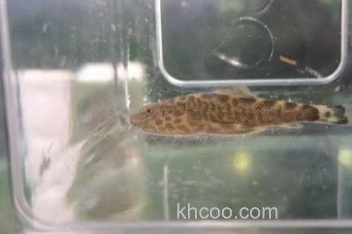 越南华吸鳅是什么鱼？_1