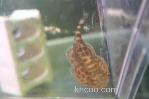 越南华吸鳅是什么鱼？_3