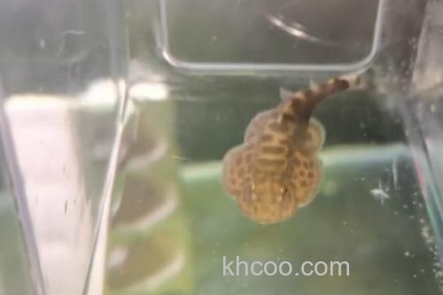 越南华吸鳅是什么鱼？_2