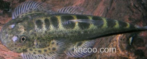 西昌华吸鳅是什么鱼？_0