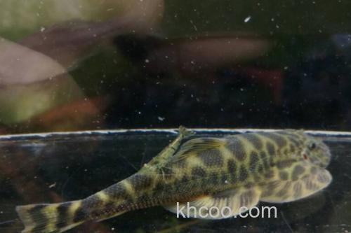 西昌华吸鳅是什么鱼？_1