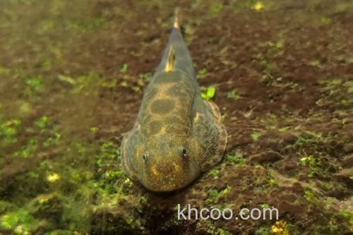 西昌华吸鳅是什么鱼？_3