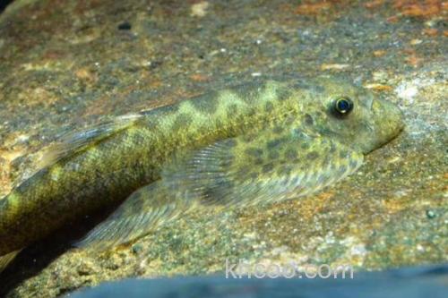 西昌华吸鳅是什么鱼？_2