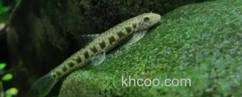 美斑近原吸鳅是什么鱼？_0