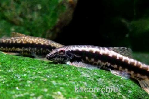 美斑近原吸鳅是什么鱼？_1