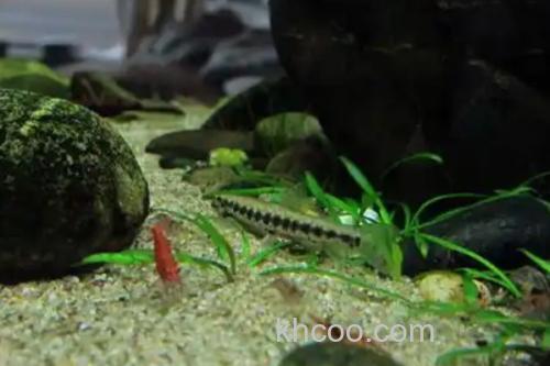 美斑近原吸鳅是什么鱼？_2