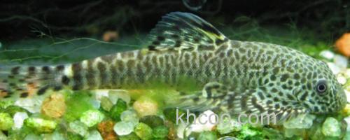 练江拟腹吸鳅是什么鱼？_0