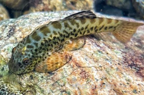 练江拟腹吸鳅是什么鱼？_1