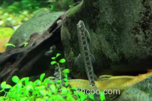 美斑近原吸鳅是什么鱼？_3