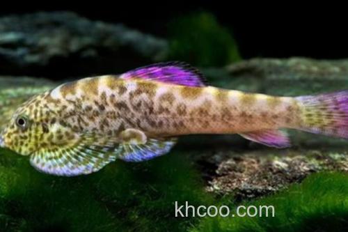 练江拟腹吸鳅是什么鱼？_2